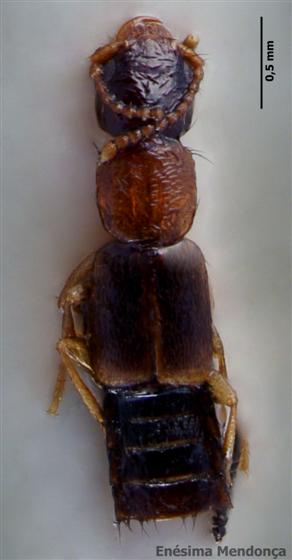 Sunius propinquus (Brisout de Barneville, 1867)